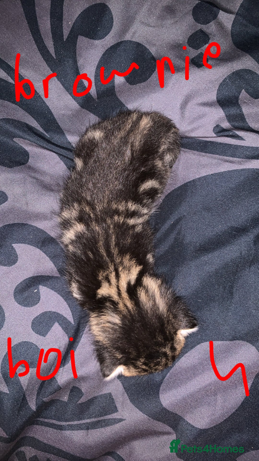 British Longhair cats for sale: Kittens for sale  - Image 10