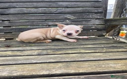 French Bulldog dogs for sale: French bulldog pups pink/fluffy READY NOW - Advert 16