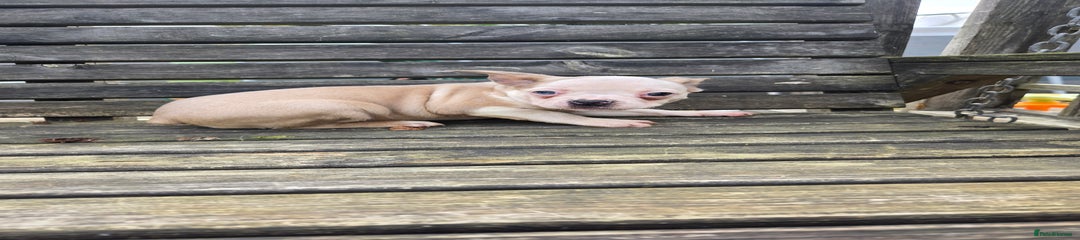 French Bulldog Puppy 6