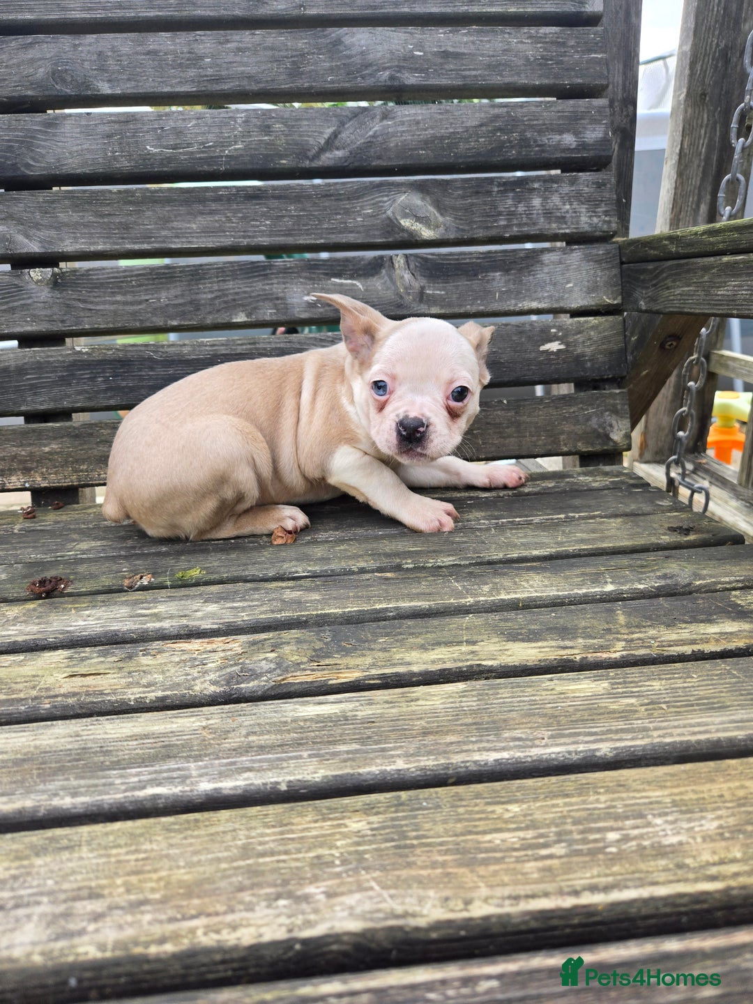 French Bulldog dogs for sale: French bulldog pups pink/fluffy READY NOW - Advert 16