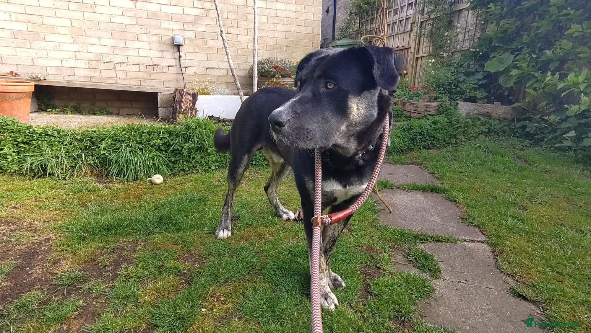 Mixed Breed dogs for adoption: BUSTER- quiet home wanted for sensitive young boy - Advert 6