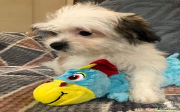 Mixed Breed dogs for sale: shihtzu x maltese  - Image 13