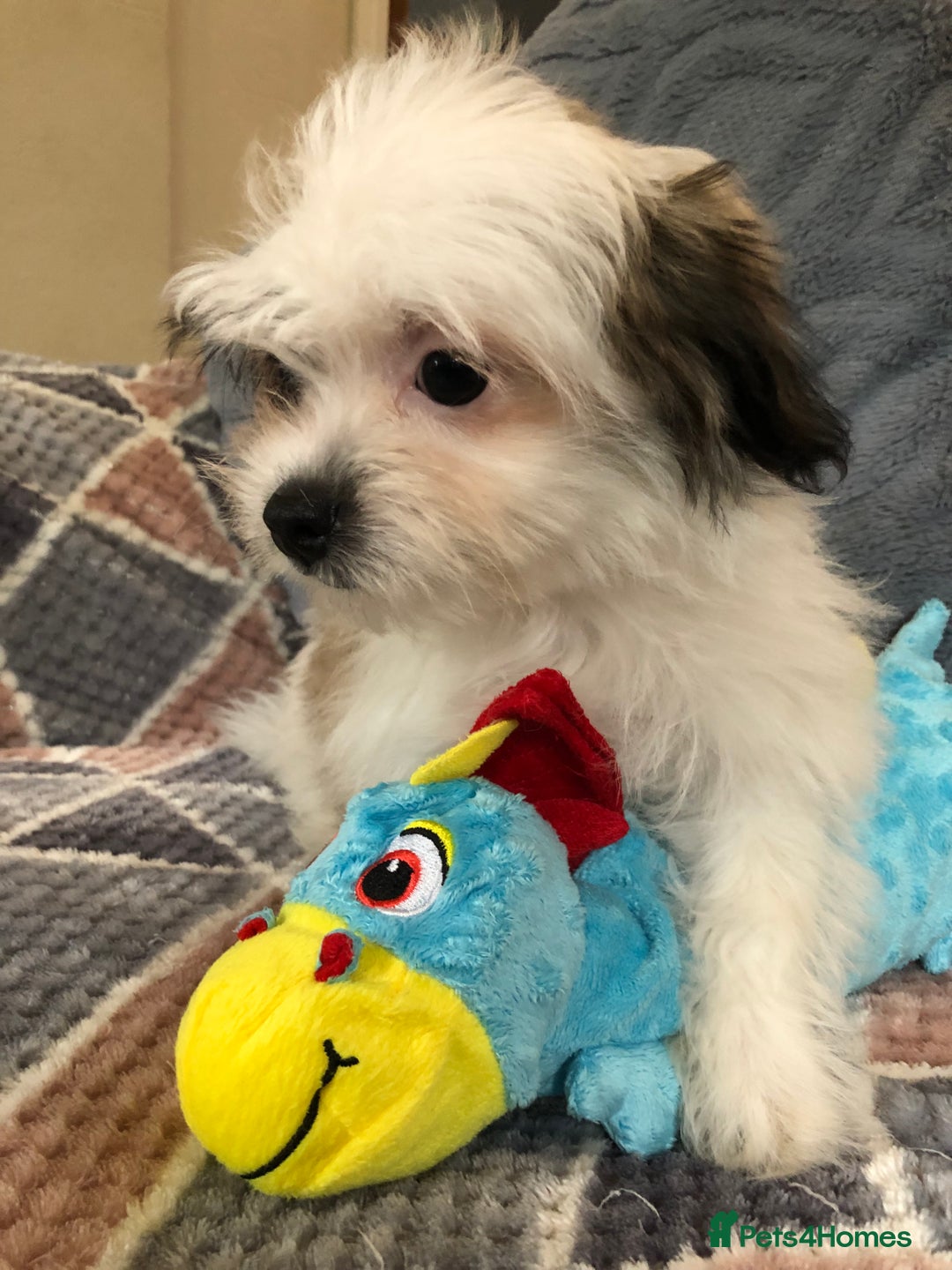 Mixed Breed dogs for sale: shihtzu x maltese  - Image 13