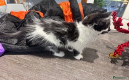 Mixed Breed cats for sale: Long haired girl fluffy Kittens  - Image 20