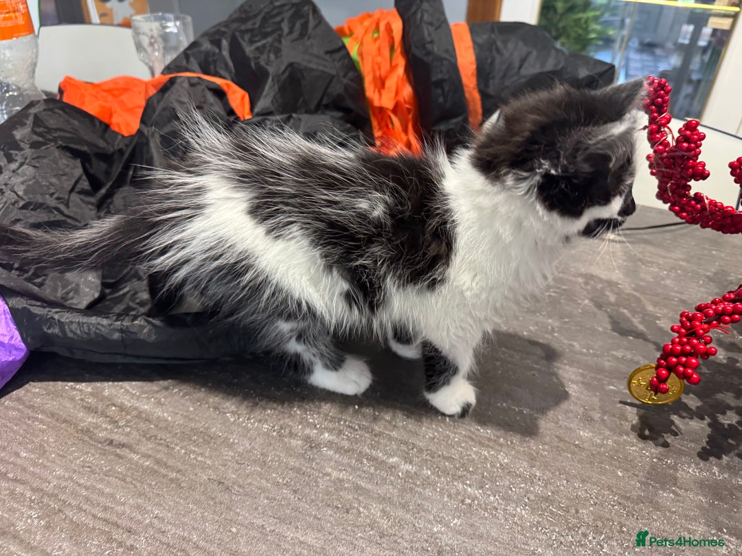 Mixed Breed cats for sale: Long haired girl fluffy Kittens  - Image 20