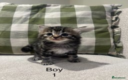 Mixed Breed cats for sale: Beautiful mixed part Siamese kittens  - Image 9