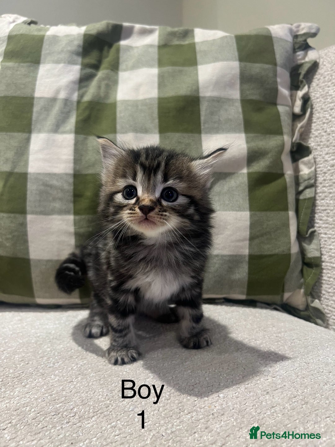 Mixed Breed cats for sale: Beautiful mixed part Siamese kittens  - Image 9