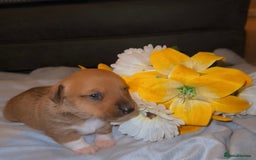 Mixed Breed dogs for sale: 💛Dorgi Puppies🤎 - Image 2