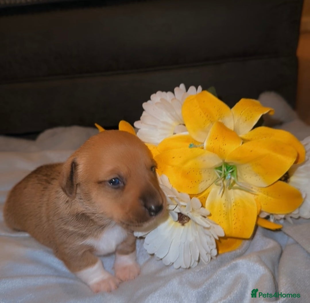 Mixed Breed dogs for sale: 💛Dorgi Puppies🤎 - Image 2