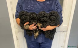 Toy Poodle dogs for sale: PEDIGREE TOY POODLES PRA CLEAR  - Advert 5