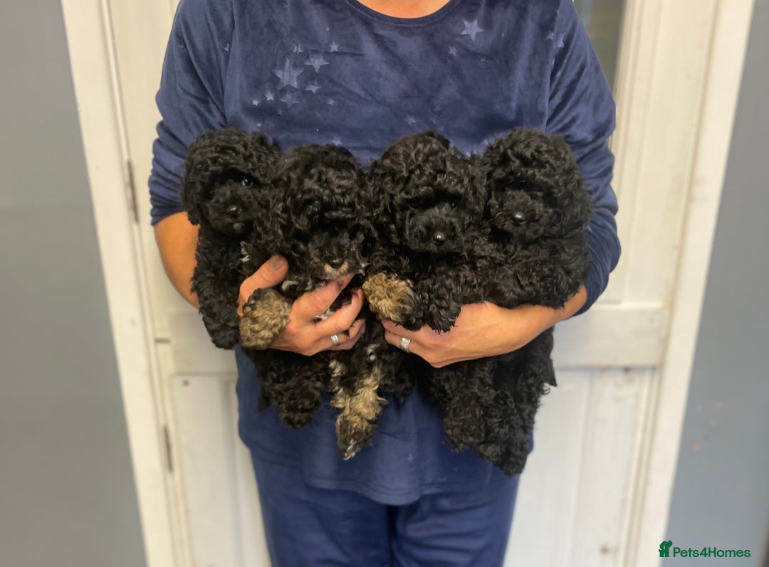 Toy Poodle dogs for sale: PEDIGREE TOY POODLES PRA CLEAR  - Advert 5