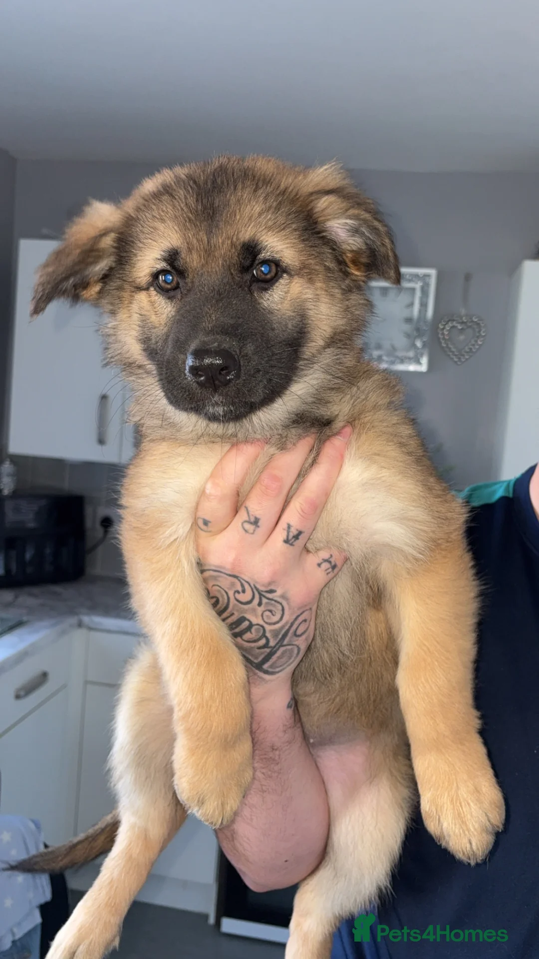 German Shepherd dogs for sale: Kc registered German shepherds  - Advert 2