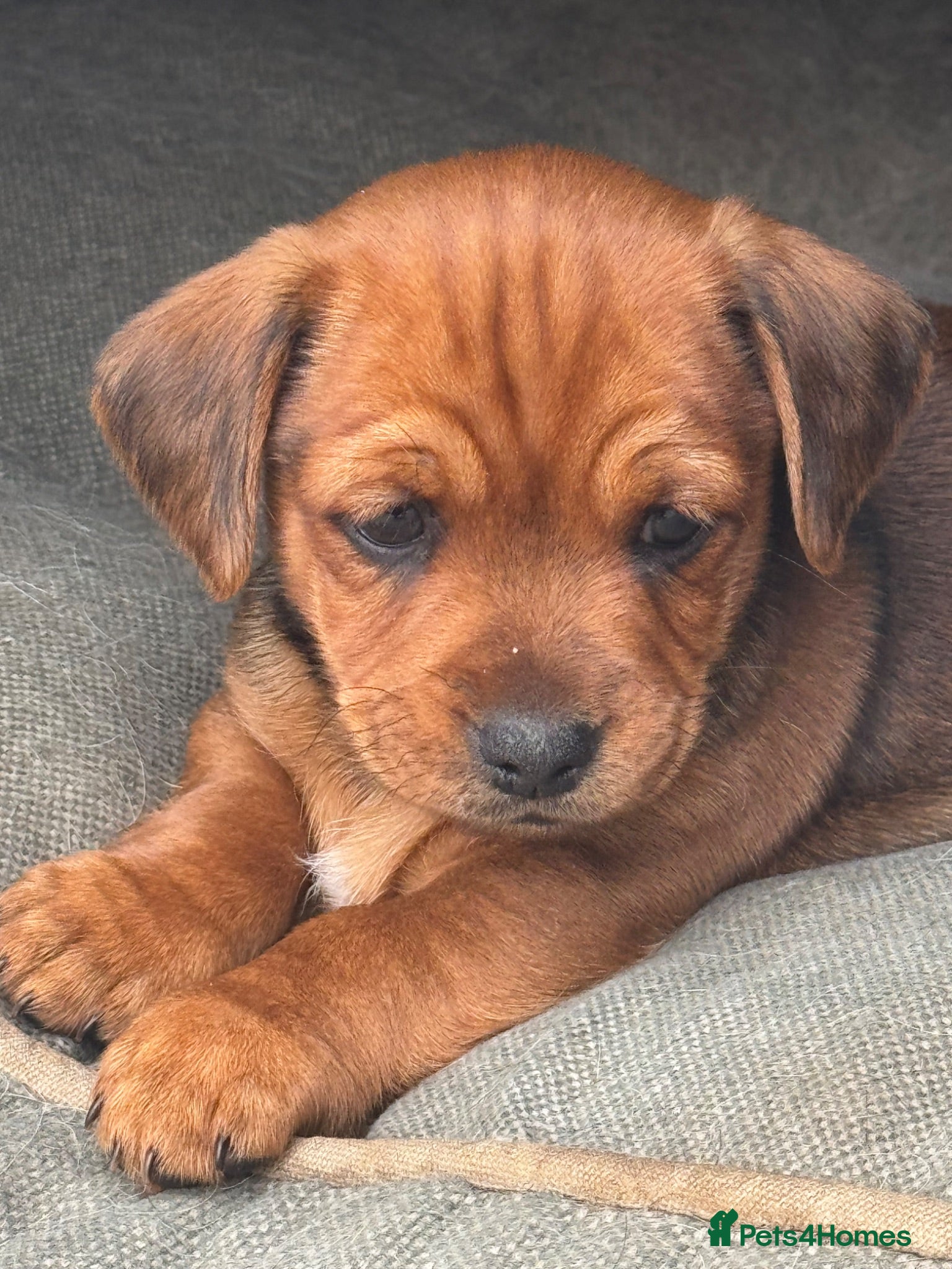 Mixed Breed dogs 2 mixed puppies looking for a new home. - Advert 1