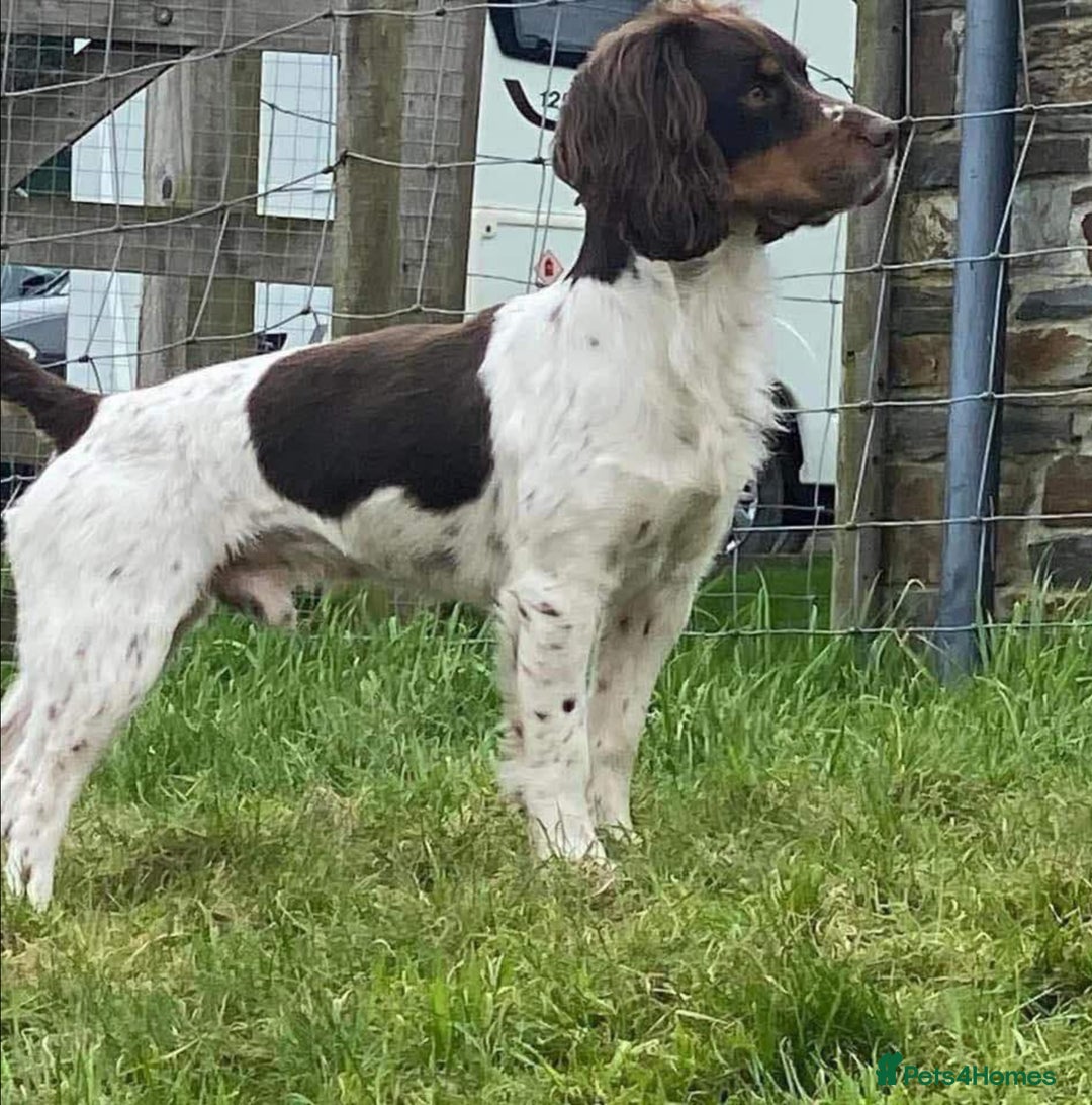 Cocker Spaniel dogs for sale: Cocker Spaniel Puppy 1 - Working cocker puppies from KC registered parents - Image 4