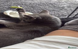 Mixed Breed cats for sale: Russian blue mix for rehome - Image 3