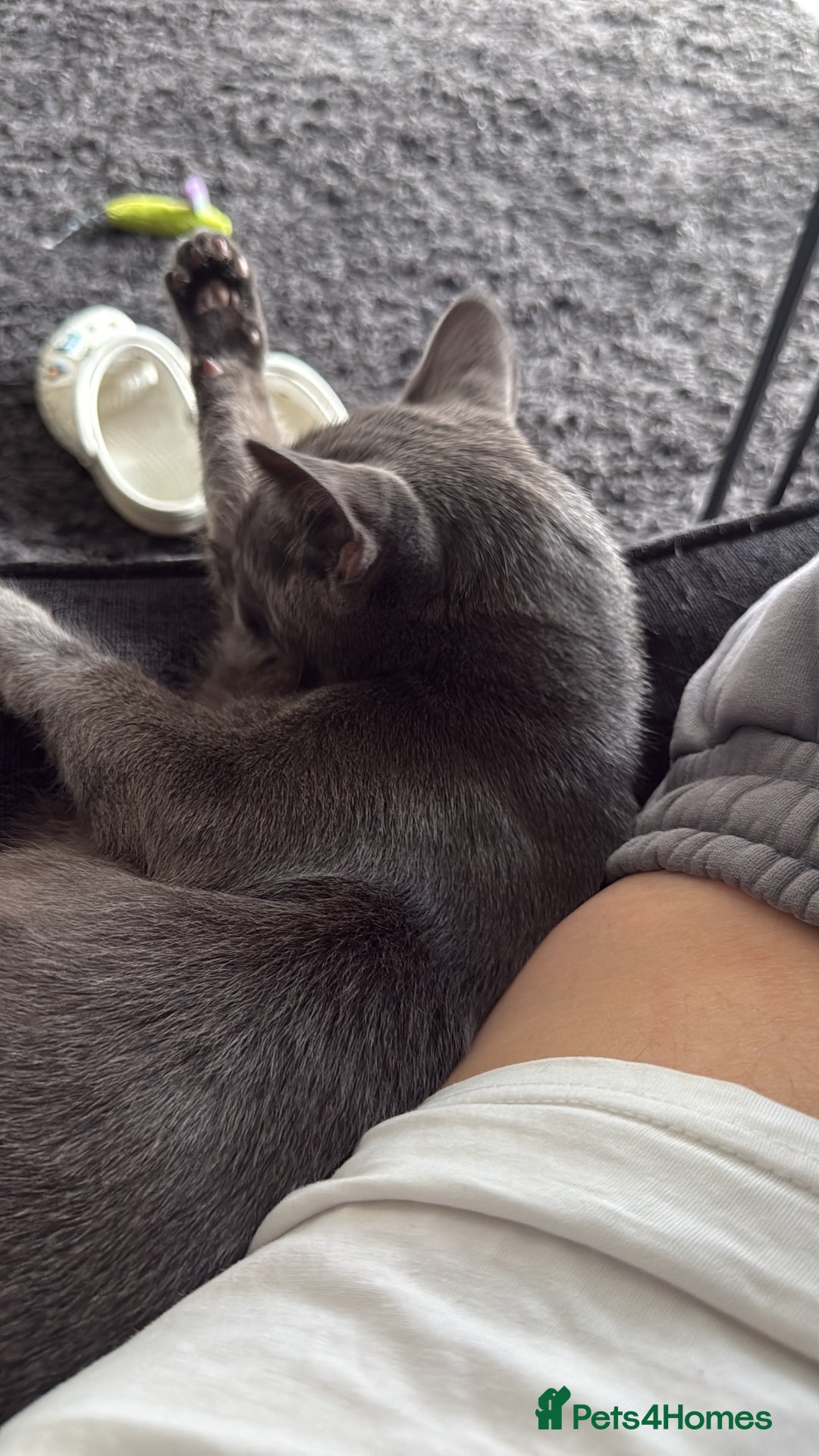 Mixed Breed cats for sale: Russian blue mix for rehome - Image 3