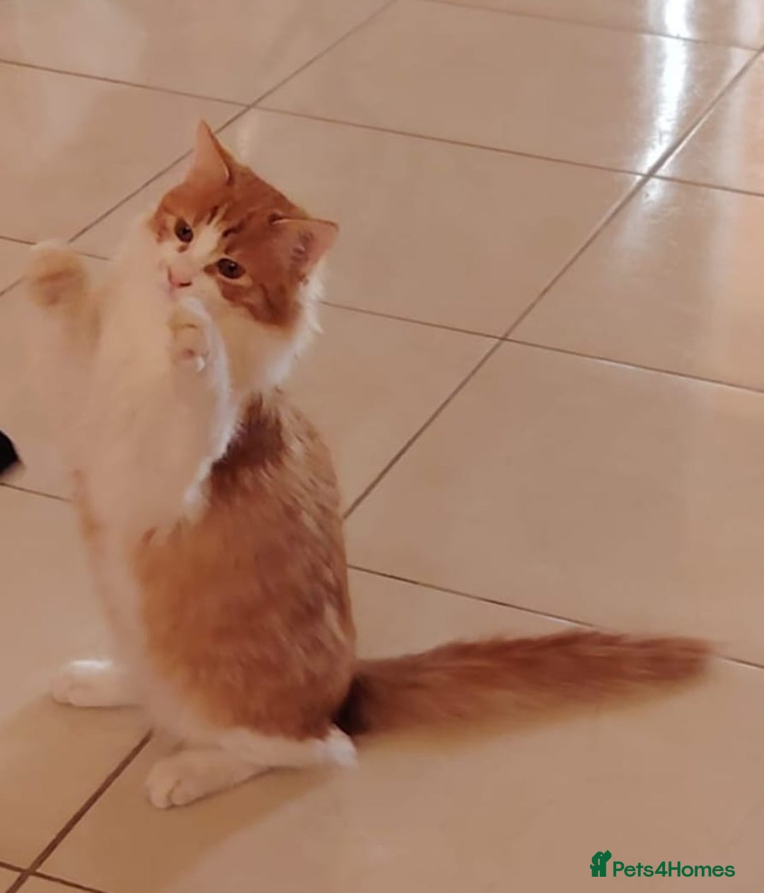 Mixed Breed cats for adoption: Luki JUNO TURKISH SNGIRA MIX BONDED BOYS NEUTERED - Advert 4