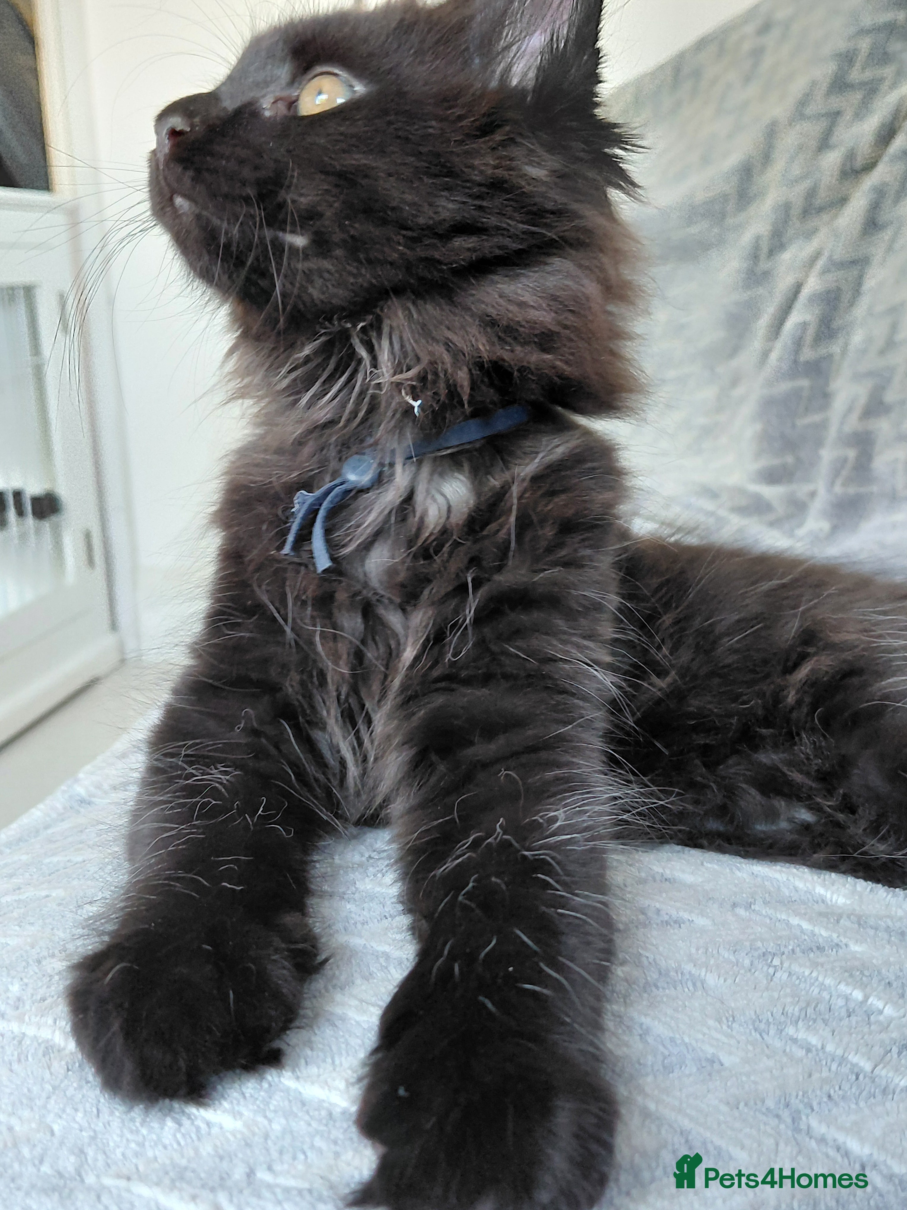 Maine Coon cats Ticca Black smoke x 3 male maine coons.  - Advert 2