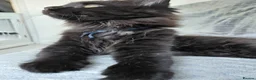 Maine Coon cats for sale: Ticca Black smoke x 3 male maine coons.  - Advert 2
