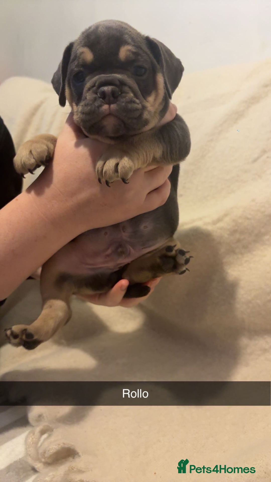 Mixed Breed dogs for sale: French/English bulldogs puppies  - Advert 4