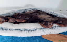 Miniature Dachshund dogs for sale: Quality miniature long hair choc & tan dapples - Image 3