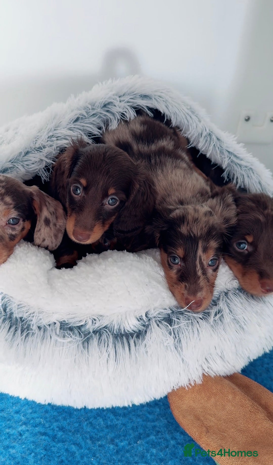 Miniature Dachshund dogs for sale: Quality miniature long hair choc & tan dapples - Image 3