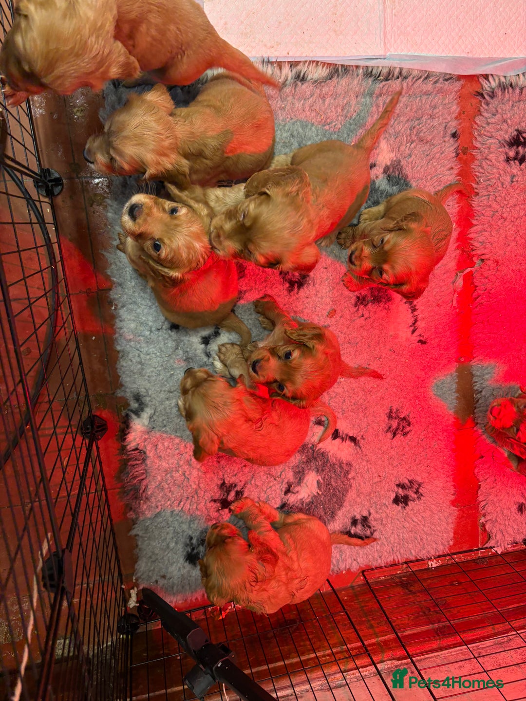Cocker Spaniel dogs for sale: Golden Cocker spaniel puppies working bred  - Advert 11