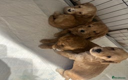 Cockapoo dogs for sale: Beautiful tiny cockapoos!  - Image 17