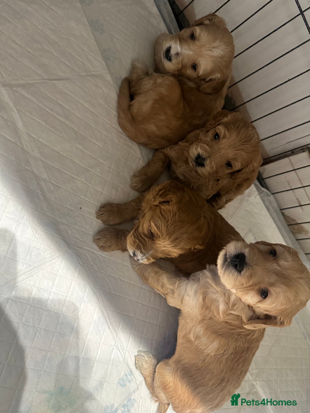 Cockapoo dogs for sale: Beautiful tiny cockapoos!  - Image 17