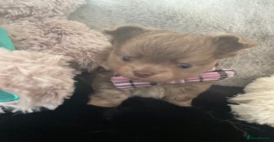 Chihuahua dogs - Advert 3