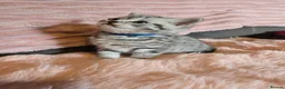 British Shorthair cats for sale: Beautiful bsh silver spotty kitten - Advert 28