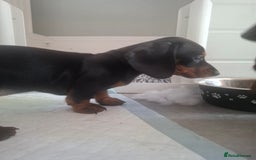 Miniature Dachshund dogs for sale: Miniature Dachshunds - Image 10