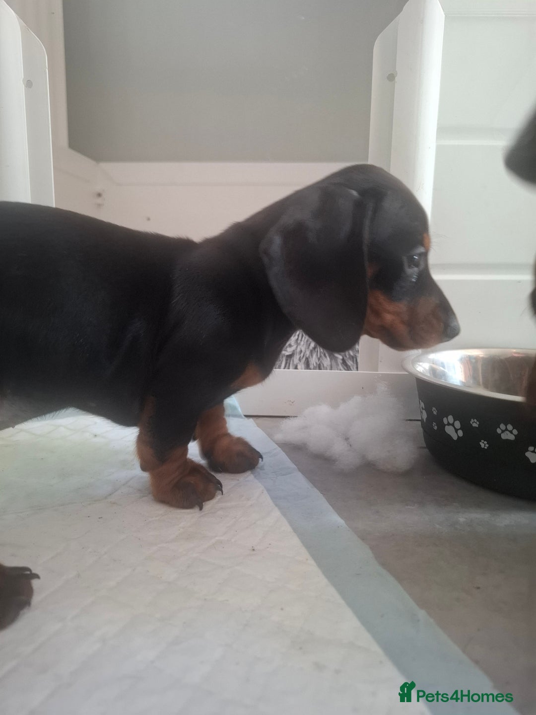 Miniature Dachshund dogs for sale: Miniature Dachshunds - Image 10