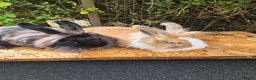 Lionhead rabbits for sale: 2 young lionheads does for sale £40 each  in Manchester - Advert 3