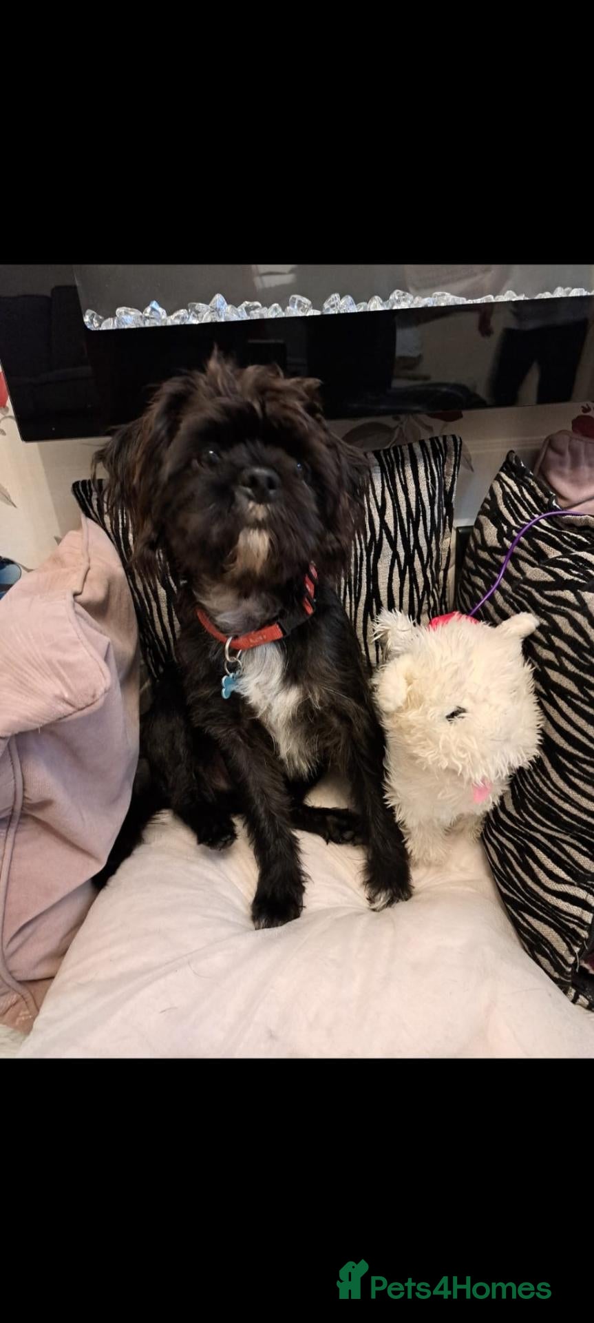 Mixed Breed dogs for sale: 2 year old  - Advert 9