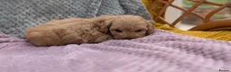 Maltipoo dogs for sale: Stunning Toy Maltipoo Puppies  - Advert 13