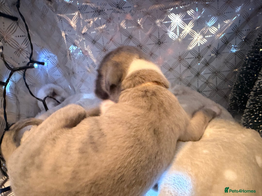 Whippet dogs for sale: Whippets  - Advert 12