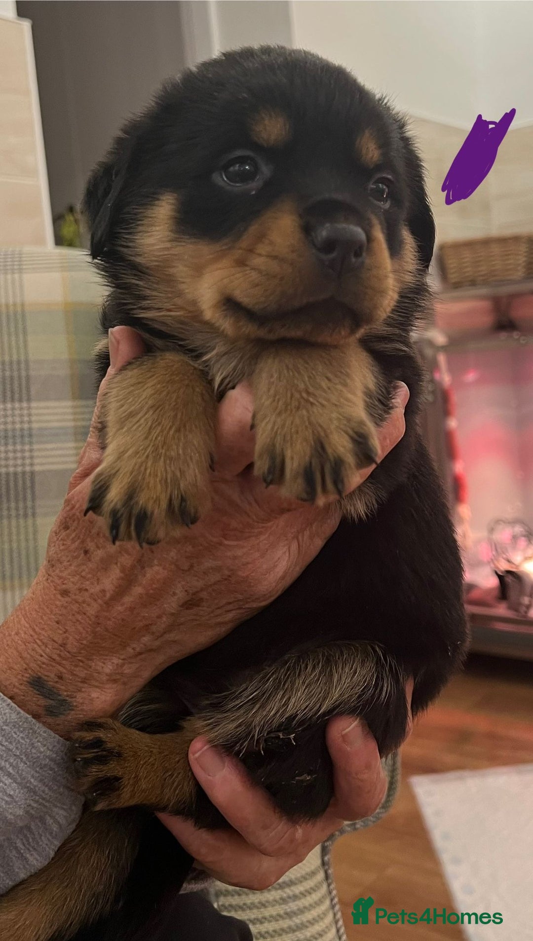 Rottweiler dogs for sale: Rottweiler pups KC Registered + Champ Bloodlines - Image 23