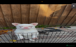 French Bulldog dogs for sale: GORGEOUS CARAMEL PINK MALE NEEDS A HOME 🏡  - Image 1