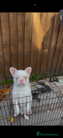 French Bulldog dogs - Advert 2