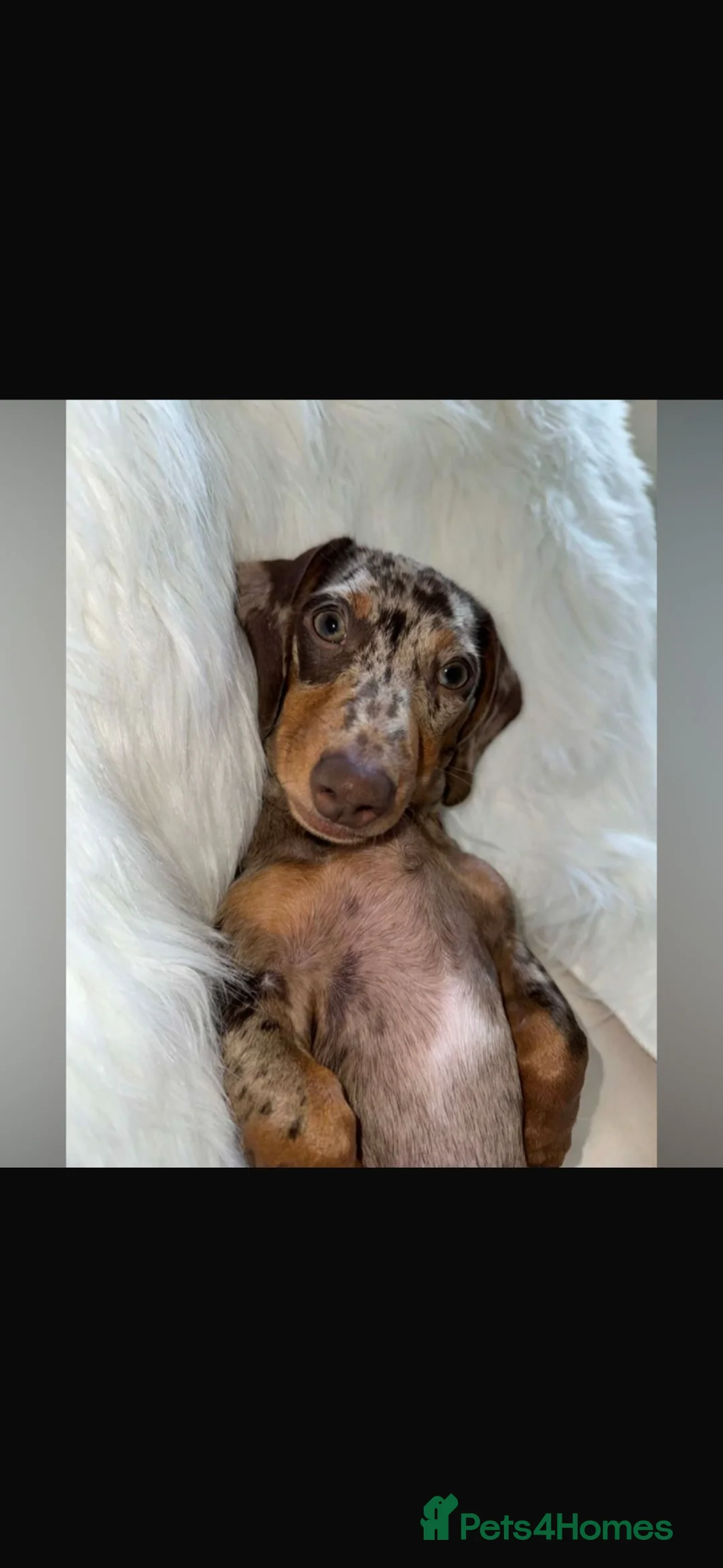 Miniature Dachshund dogs for sale: Stunning Quality KC Miniature Dachshund Puppies  - Advert 12