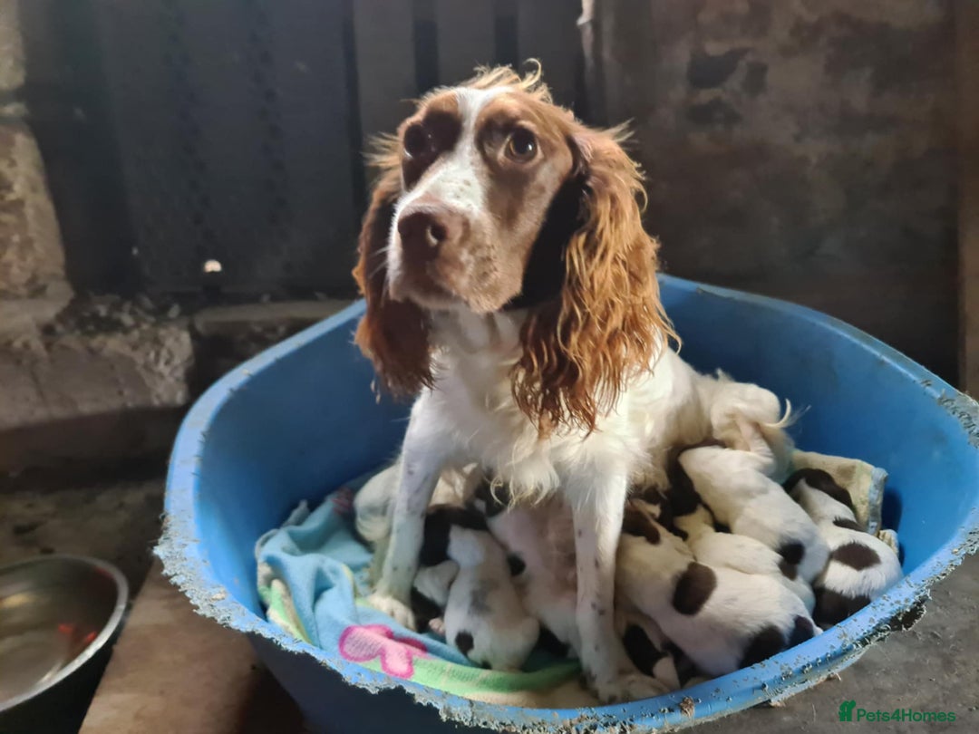 English Springer Spaniel dogs for sale: Stunning English Springer Spaniel puppies - Image 8