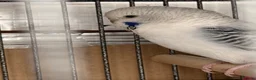 Budgerigars birds for sale: Texas clear body cobalt blue female  - Advert 7