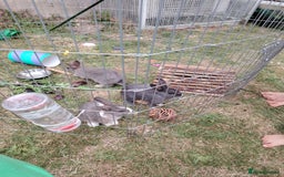 Netherland Dwarf rabbits for sale: Grey and while bunny left  - Image 3