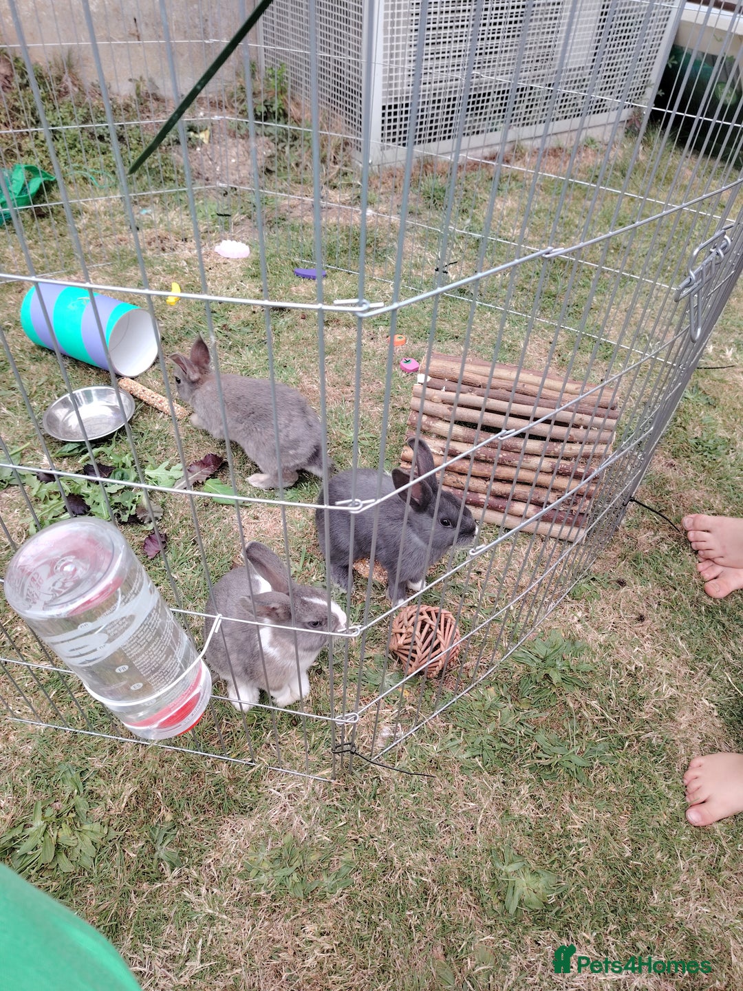 Netherland Dwarf rabbits for sale: Grey and while bunny left  - Image 3