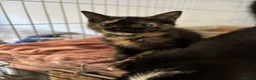 Domestic Shorthair cats for adoption: Adorable Kittens - Adopt Cats in Crisis East Ldn - Advert 3