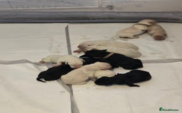 Labrador Retriever dogs for sale: Puppy labradors  - Image 2