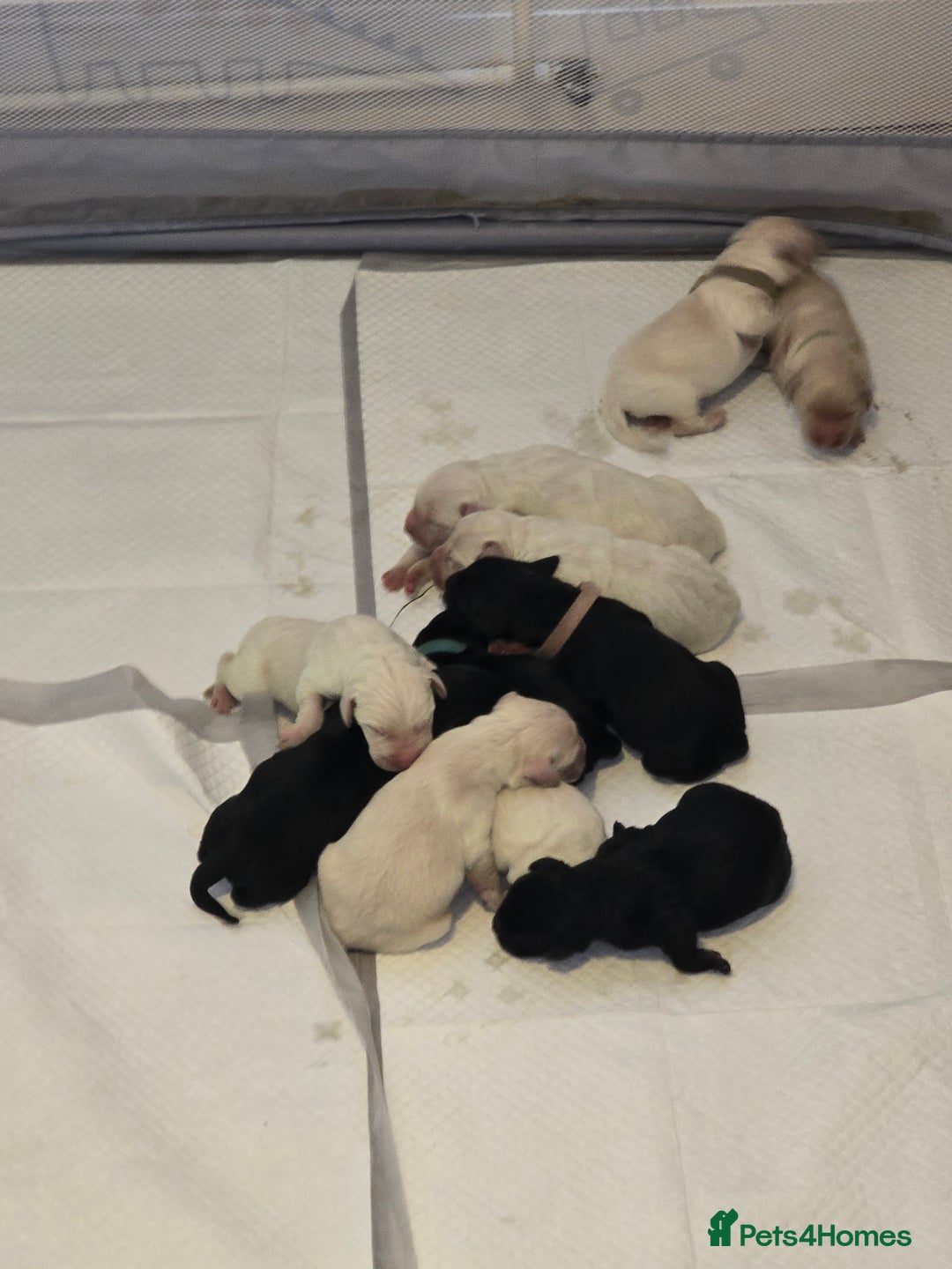 Labrador Retriever dogs for sale: Puppy labradors  - Image 2