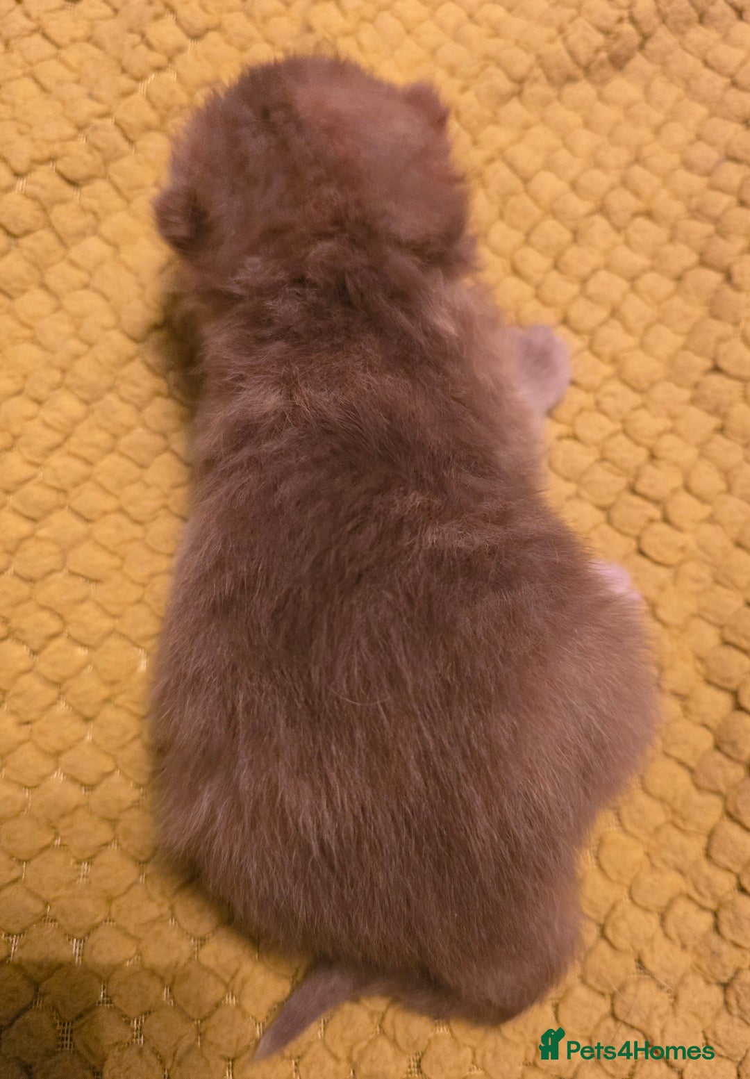 British Shorthair cats for sale: TICA registered British shorthair kittens - Advert 12