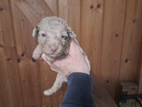 Labradoodle Puppy 5